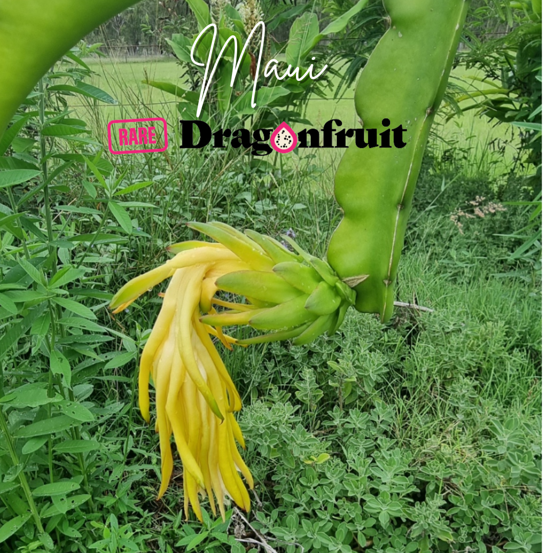 Maui Dragon – Hylocereus undatus Dragon fruit