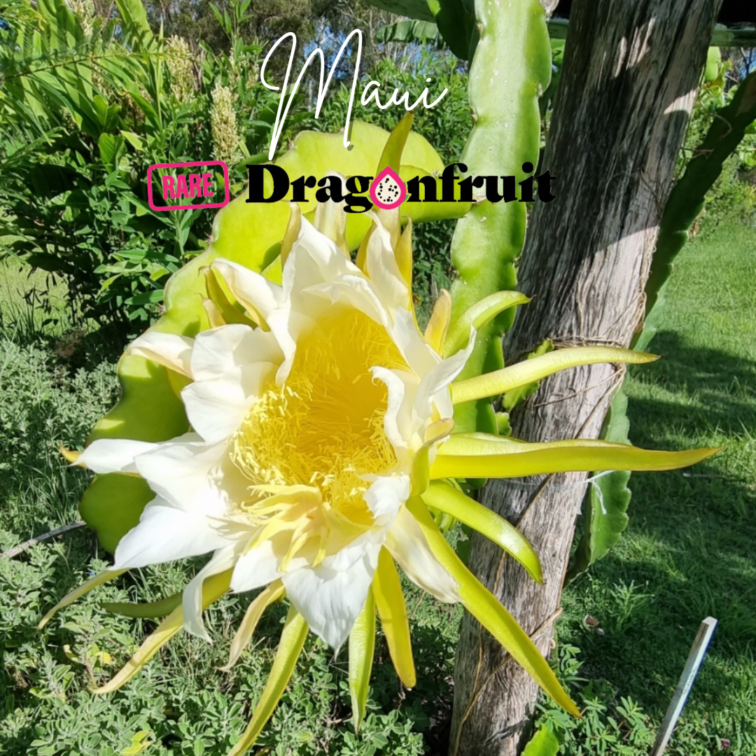 Maui Dragon – Hylocereus undatus Dragon fruit