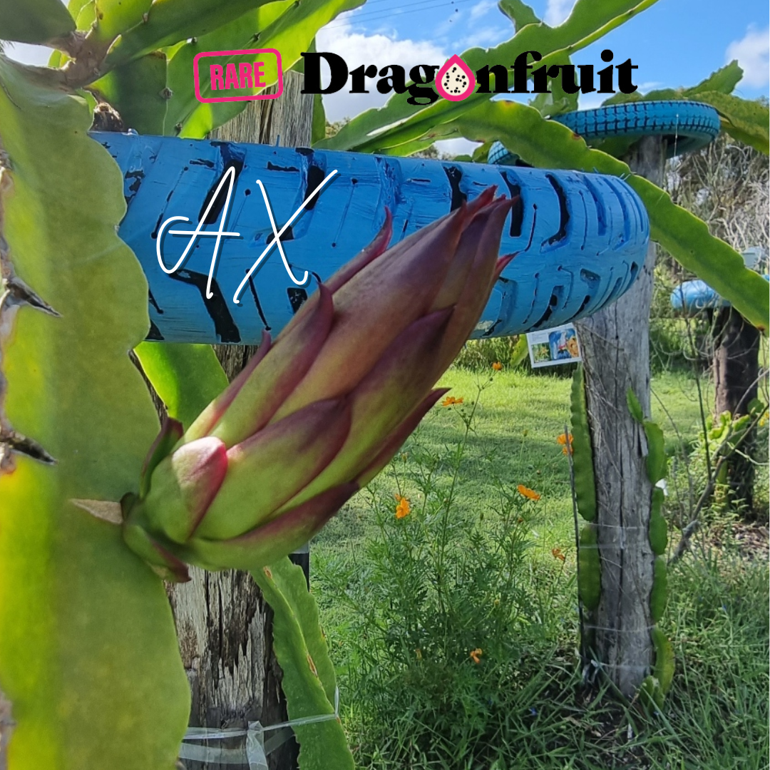 AX Dragon Fruit Plant (K)