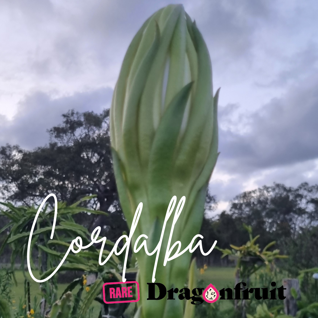 Cordalba Dragon Fruit Plant