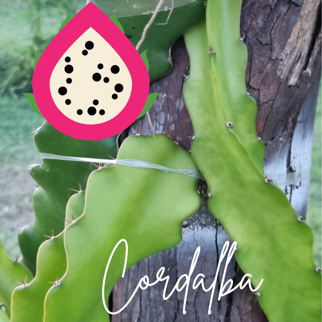 Cordalba Dragon Fruit Plant