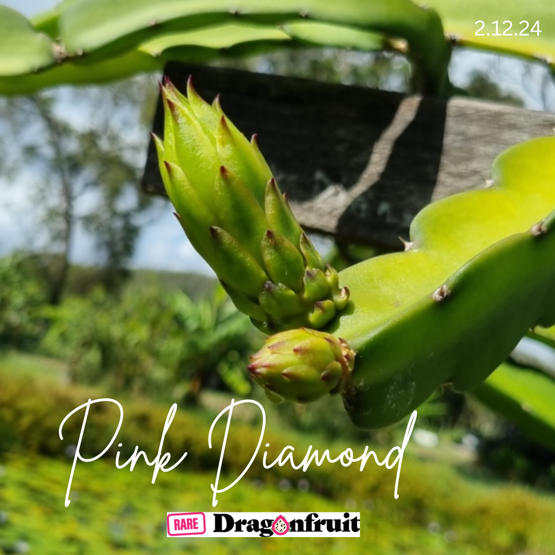 Pink Diamond- Hylocereus undatus X Australian Dragon Fruit