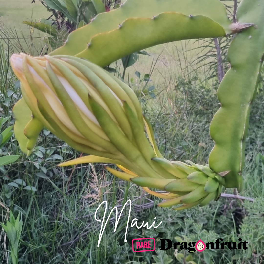 Maui Dragon – Hylocereus undatus Dragon fruit