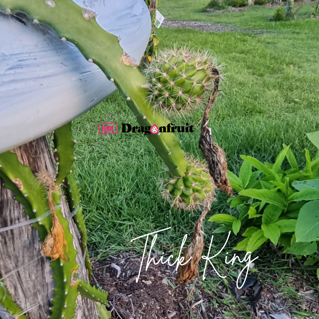 Thick King -  Cerrado Giant Dragon Fruit
