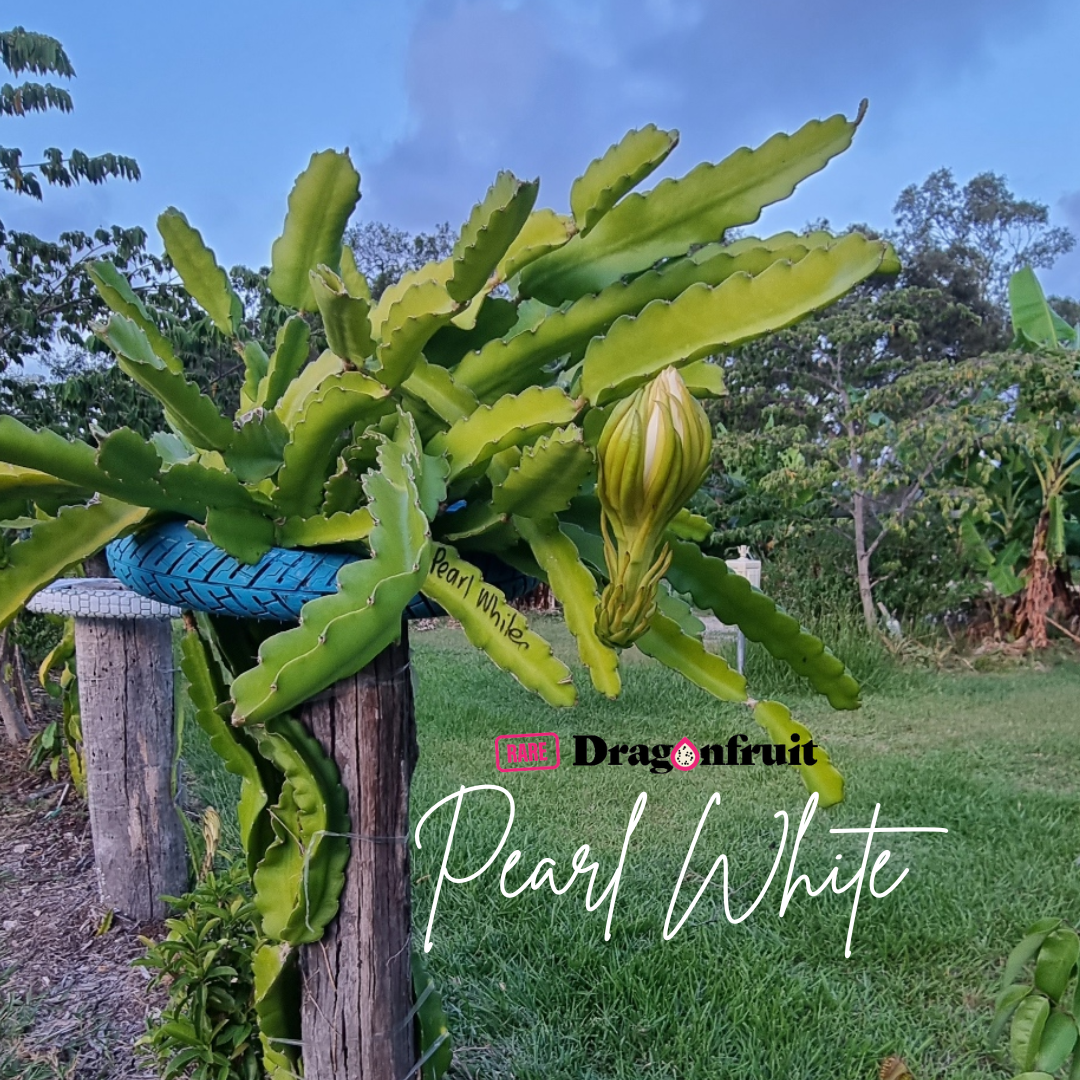 Pearl White  Hylocereus undatus Vietnamese Dragon Fruit Variety