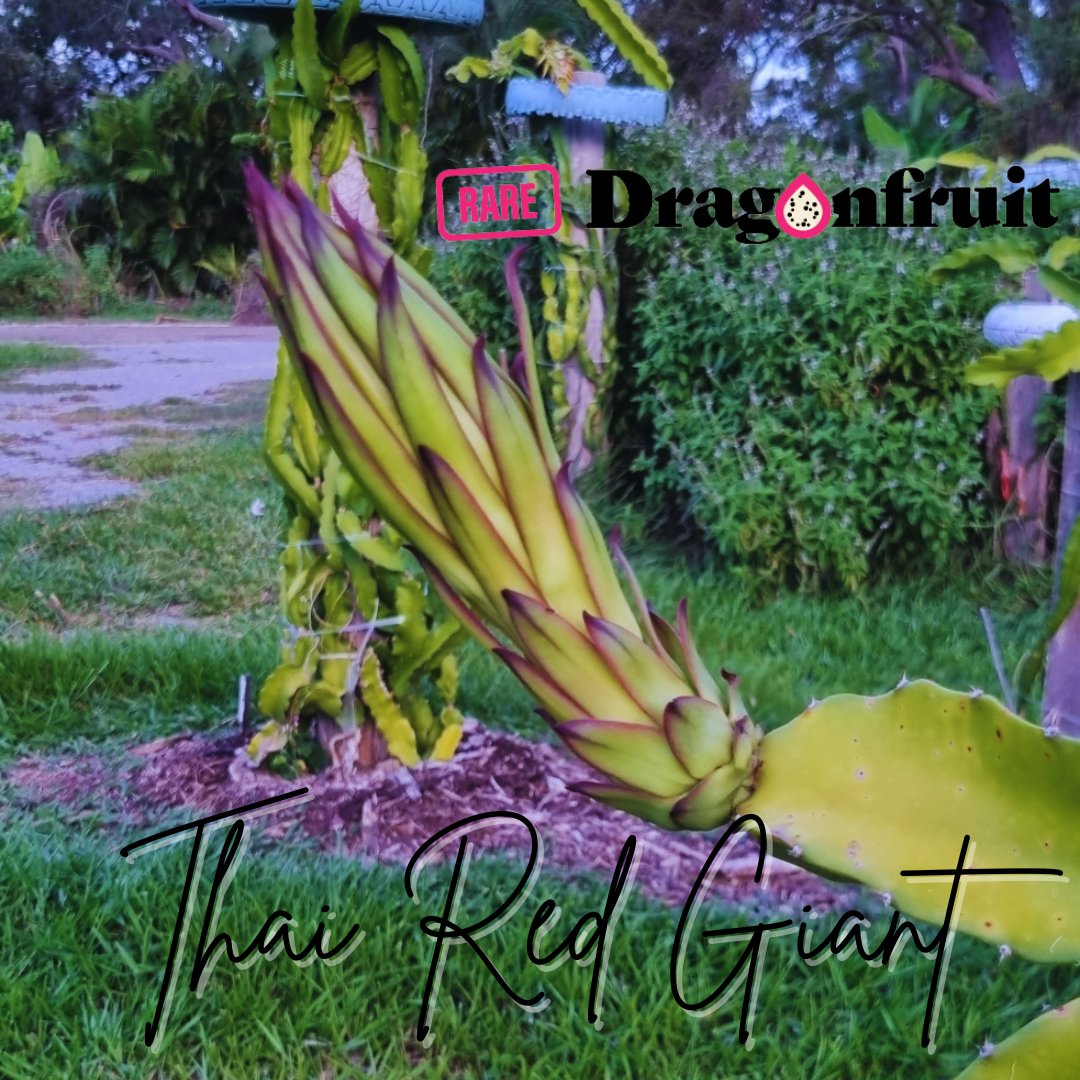 Thai Red Giant Dragon Fruit