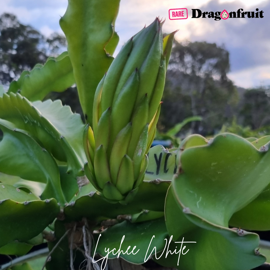 Lychee White Dragon fruit