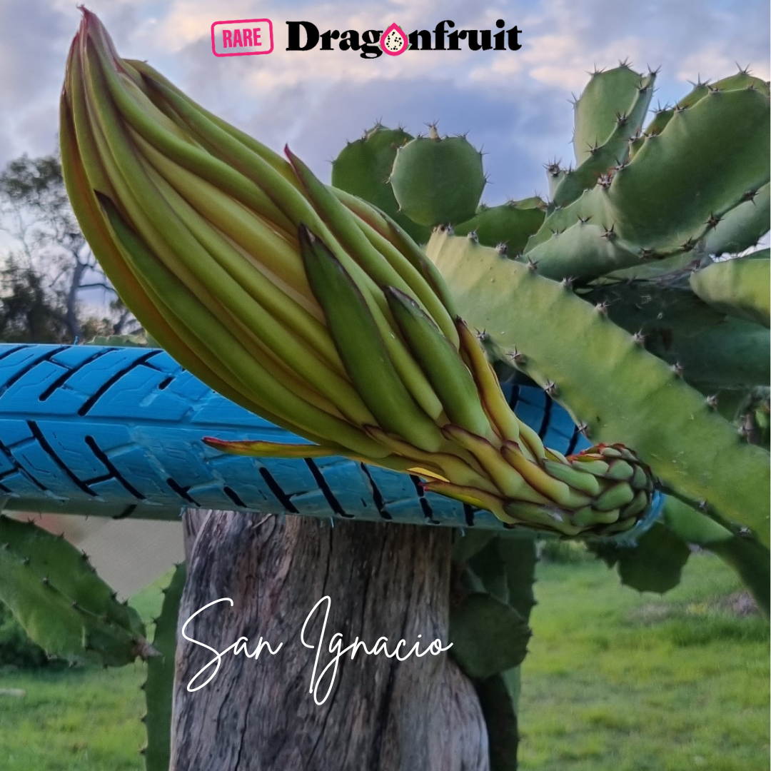 San Ignacio dragon fruit