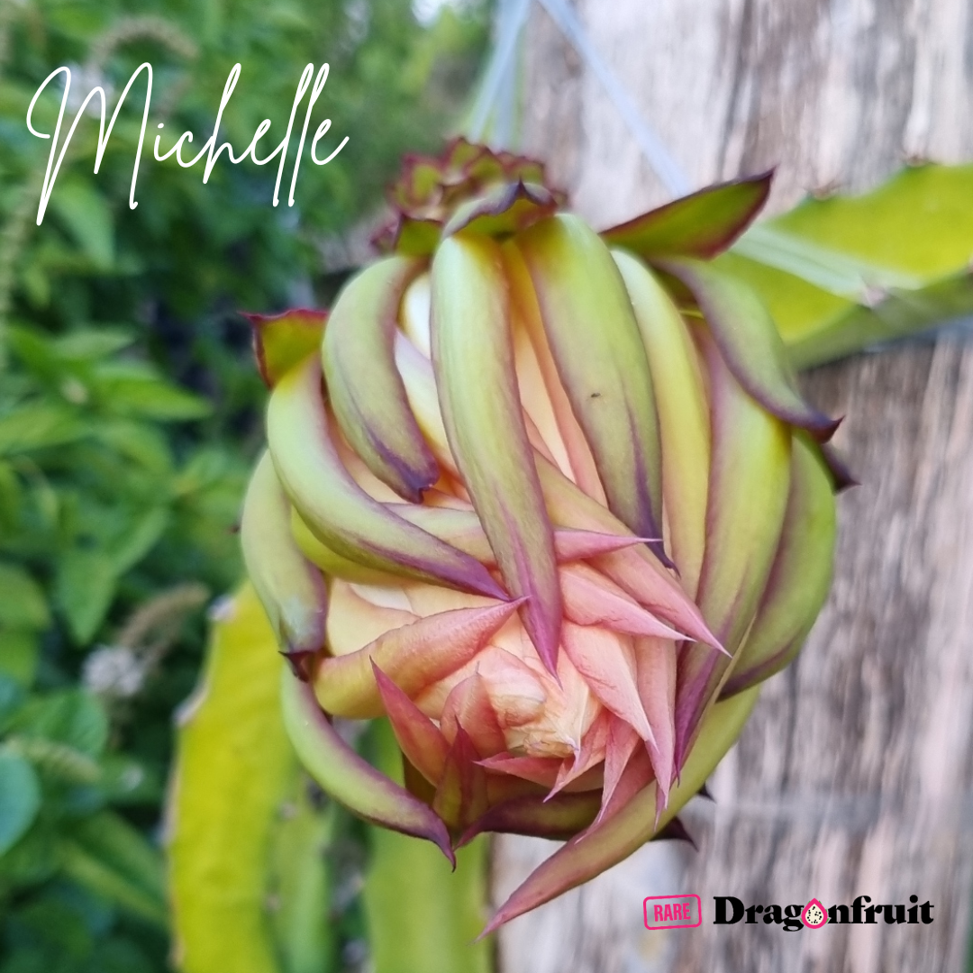 Michelle - Hylocereus sp. Dragon fruit