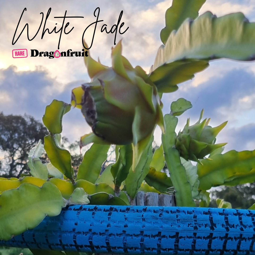 White Jade- Hylocereus undatus X Australian Dragon Fruit
