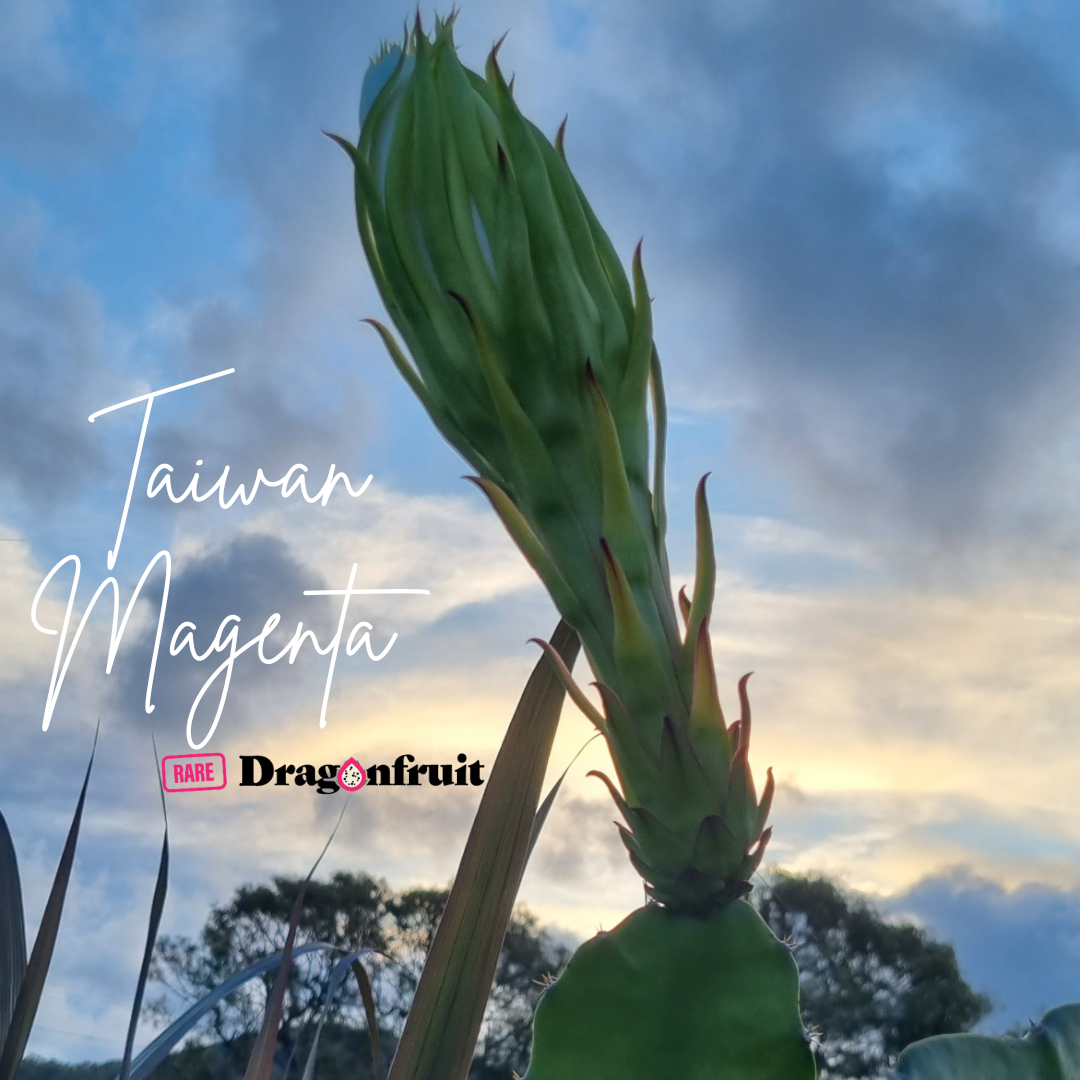 Taiwan Magenta Dragon Fruit