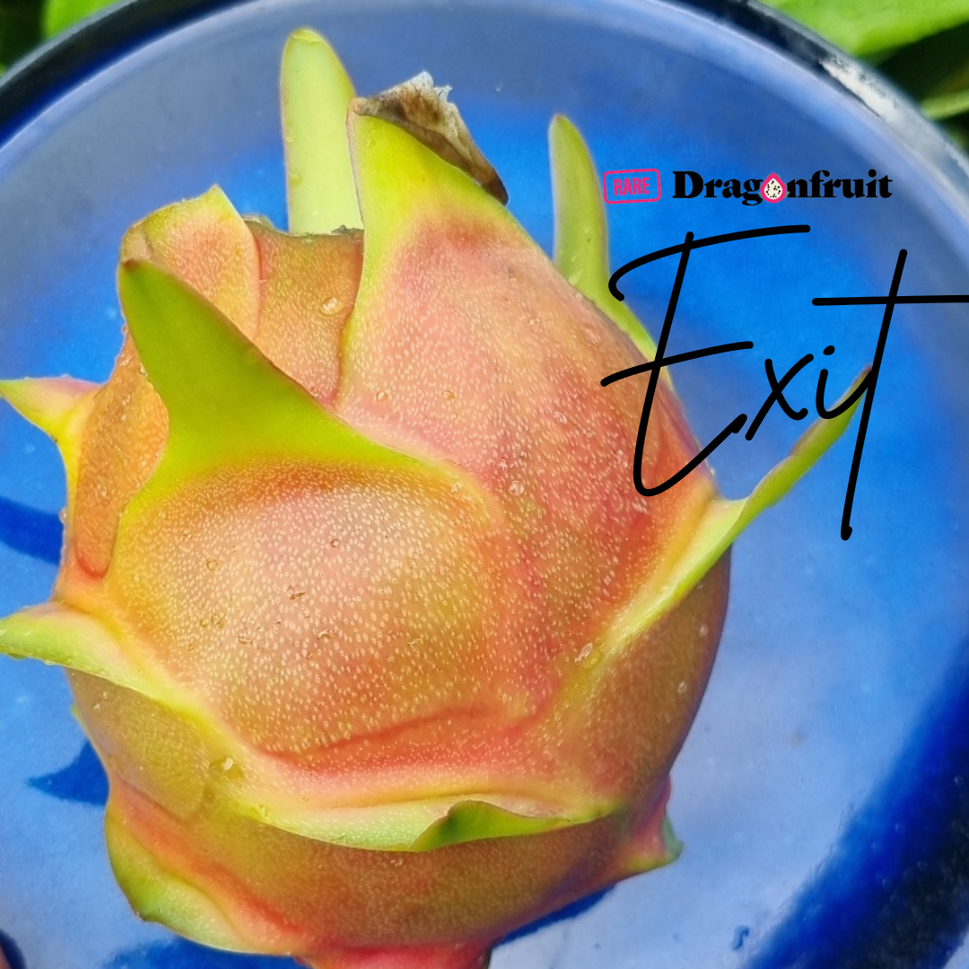 Red Fox / Exit  Dragon Fruit Plant