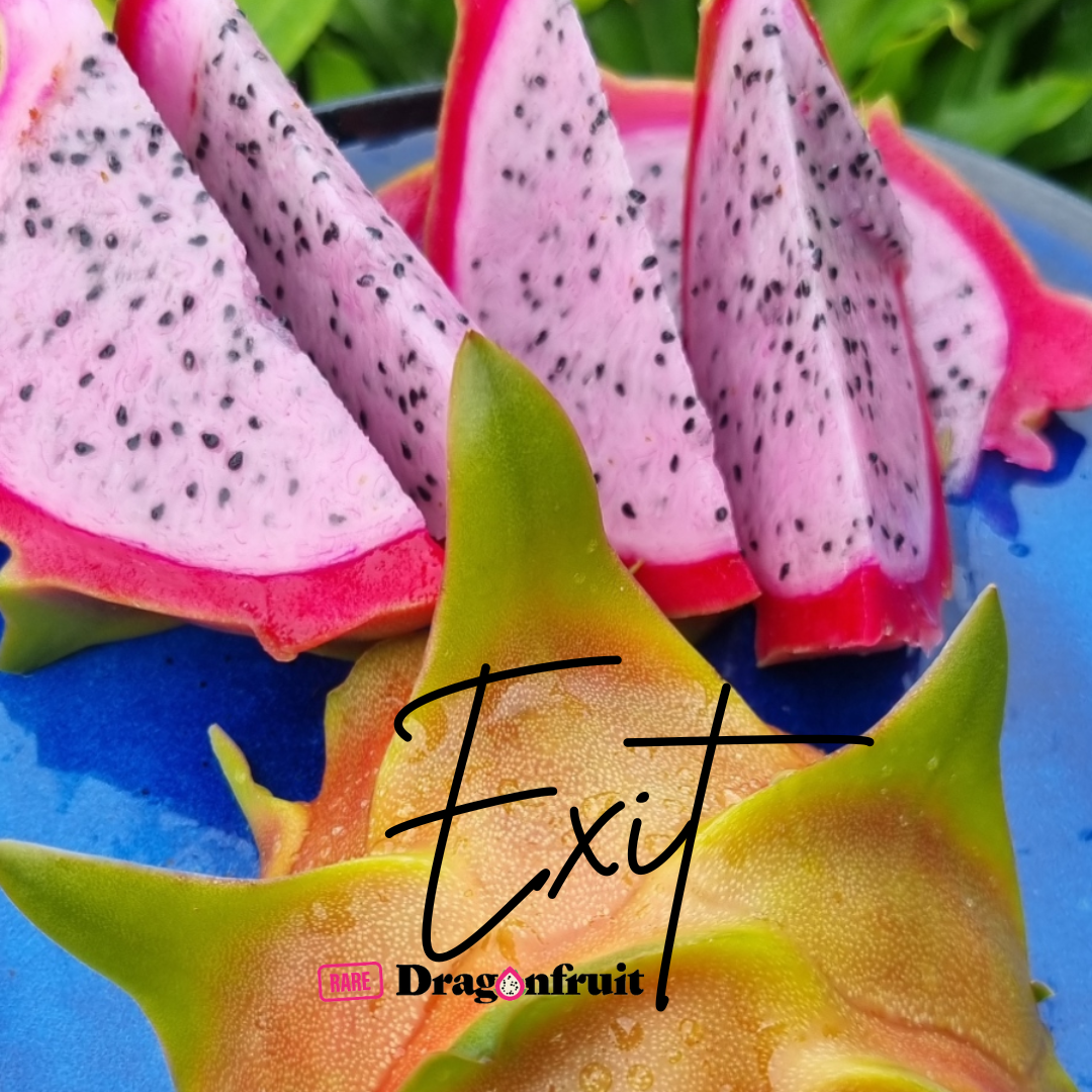 Red Fox / Exit  Dragon Fruit Plant