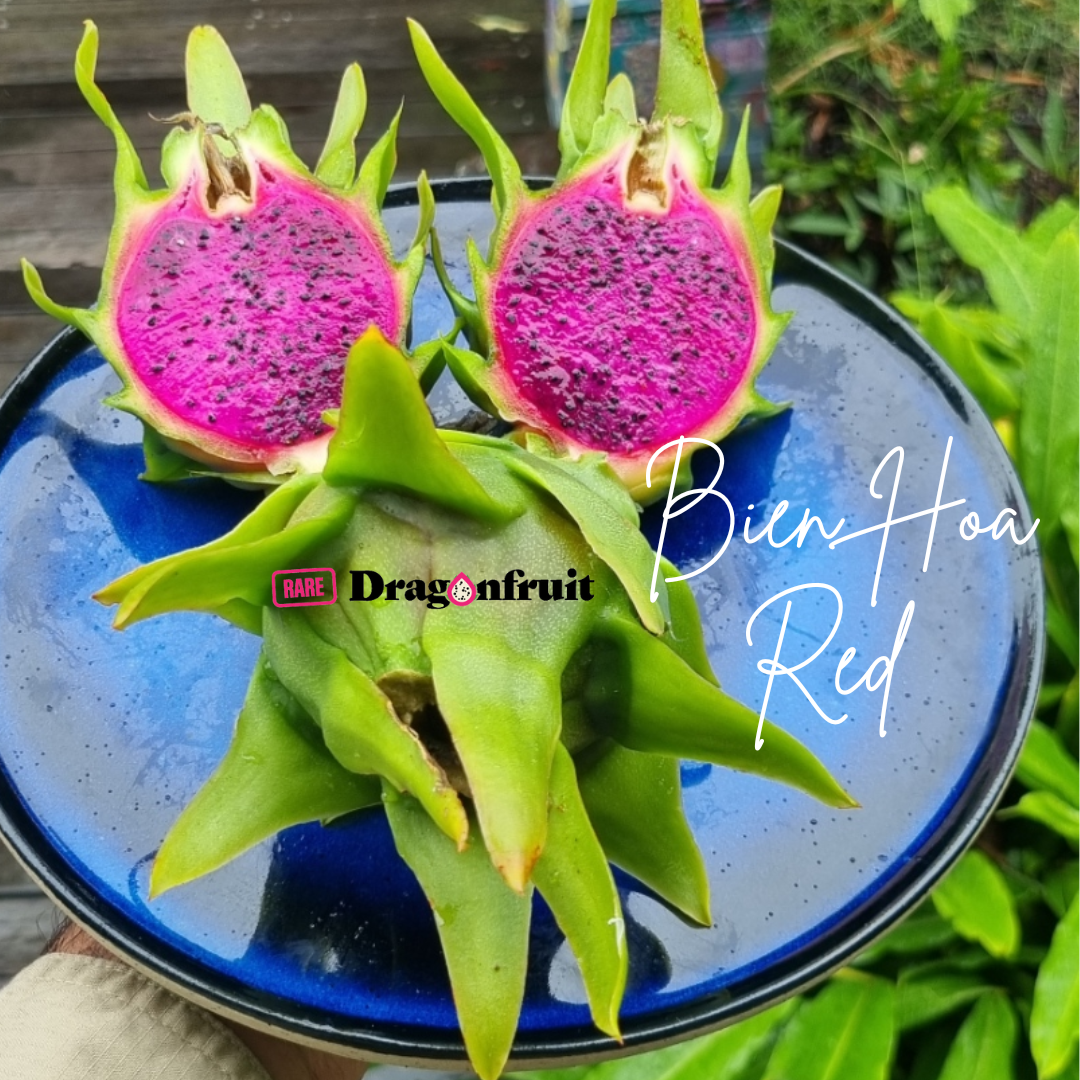Bien Hoa Red – Hylocereus guatemalensis  dragon fruit