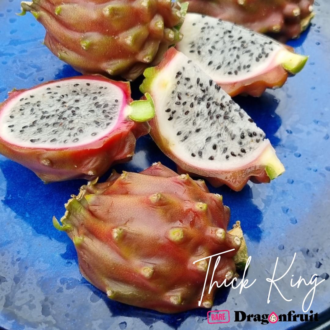 Thick King -  Cerrado Giant Dragon Fruit