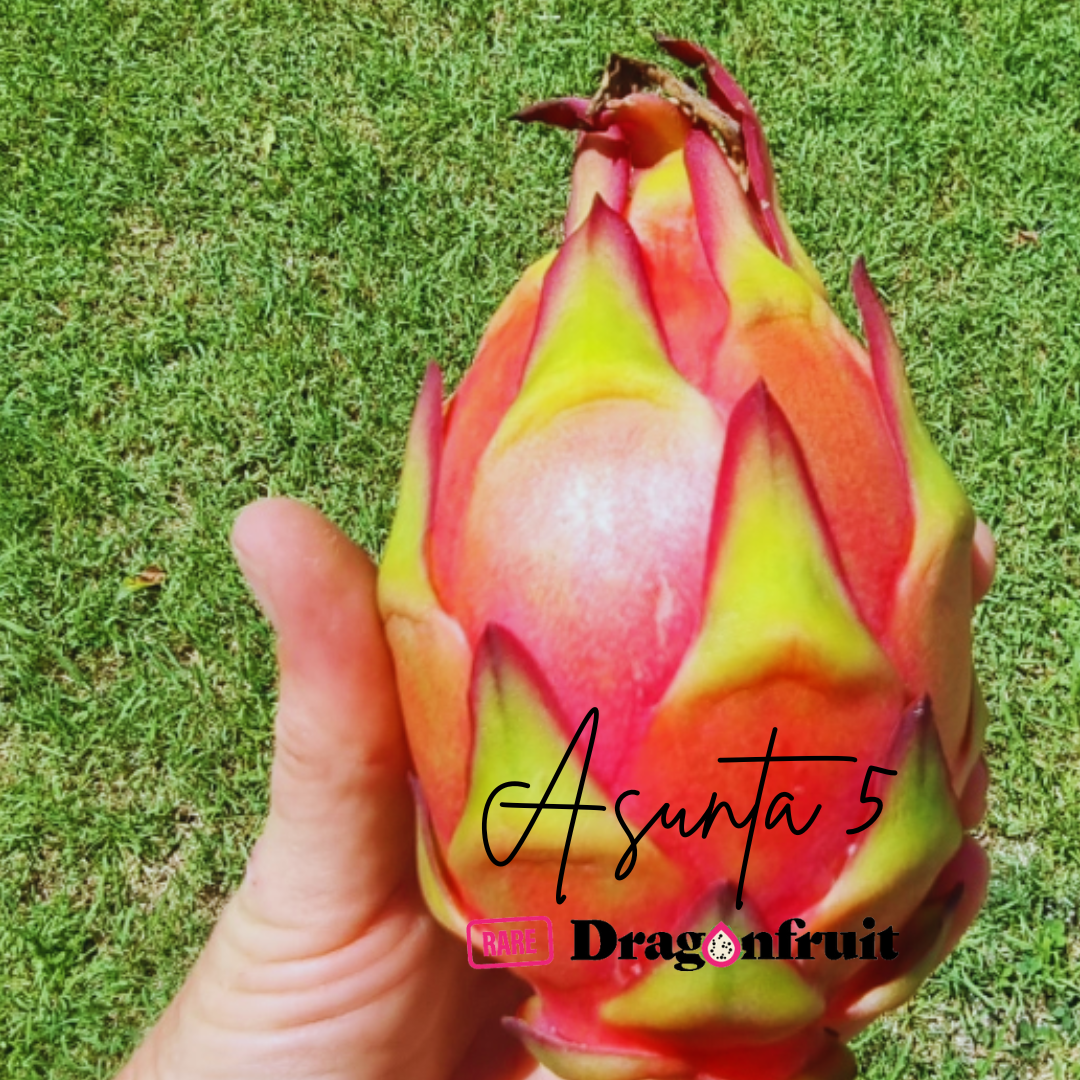 Asunta 5- A5 H. stenopterus X H. guatemalensis Dragon  Fruit Plant