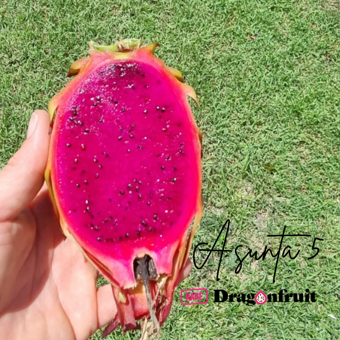 Asunta 5- A5 H. stenopterus X H. guatemalensis Dragon  Fruit Plant