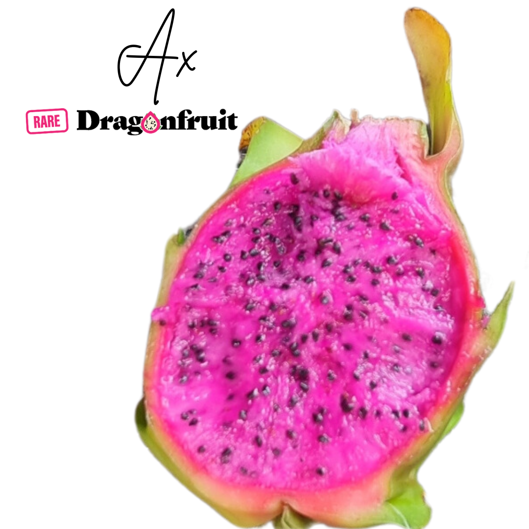 AX Dragon Fruit Plant (K)