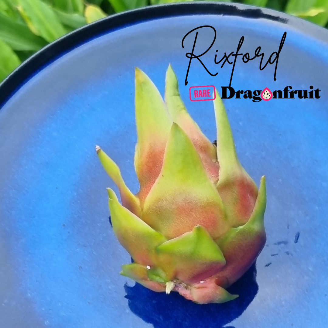 Rixford Dragon Fruit - Hylocereus guatemalensis hybrid USA Dragon Fruit Variety