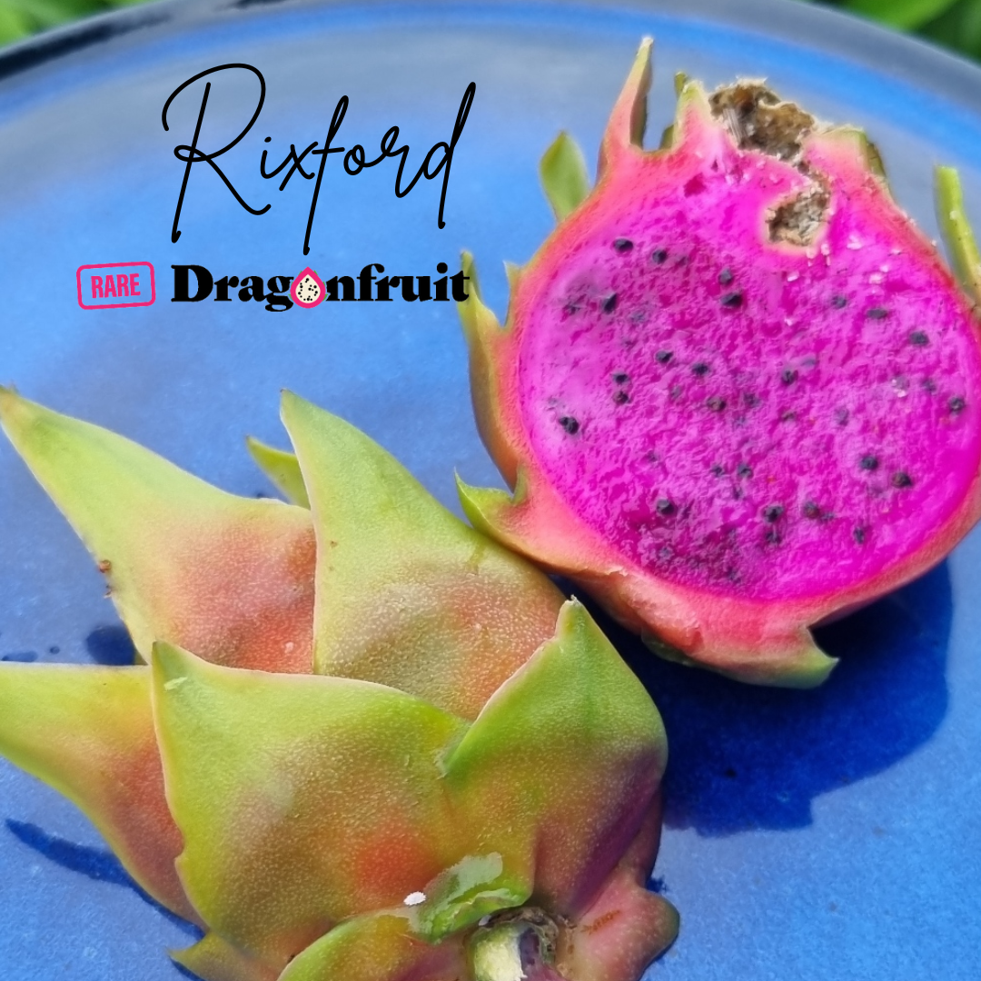 Rixford Dragon Fruit - Hylocereus guatemalensis hybrid USA Dragon Fruit Variety