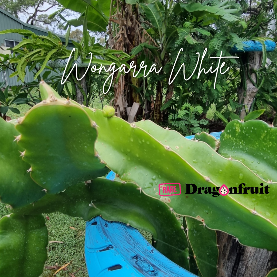 Wongarra White  Dragon Fruit plant