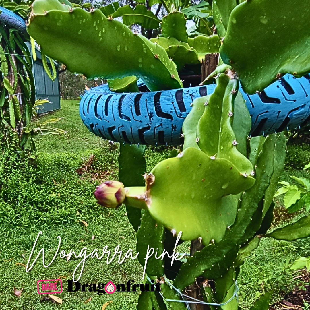 Wongarra Pink Dragon Fruit Variety