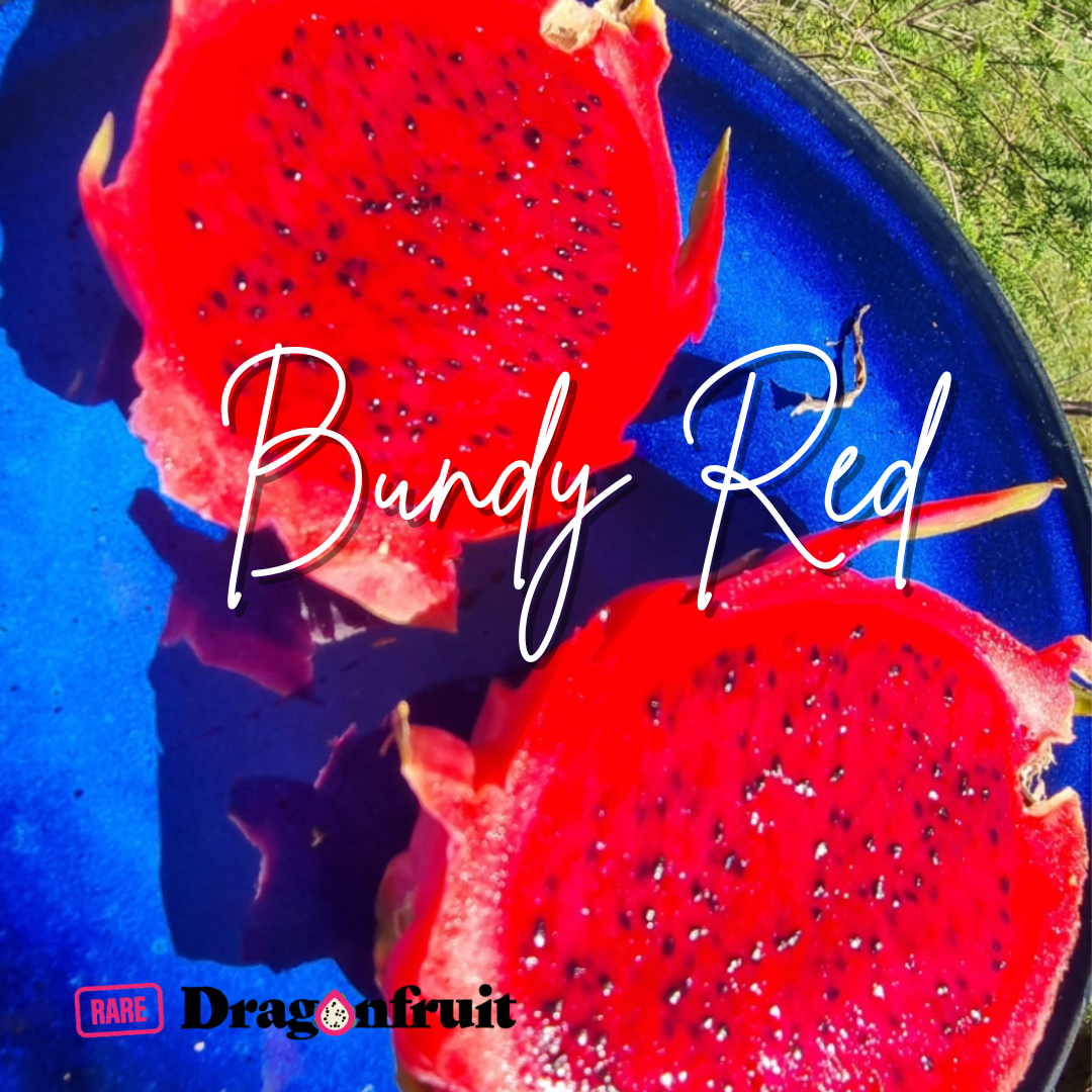 Bundy Red Dragon Fruit