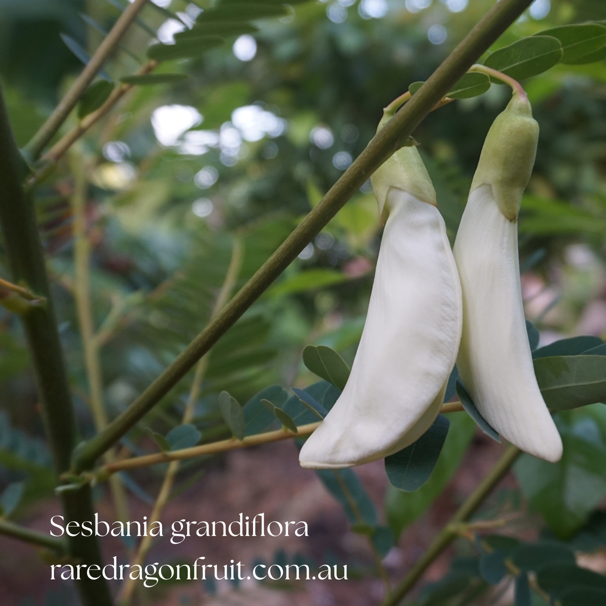 Sesbania grandiflora – Hummingbird Tree – White Flower | 20 Seeds