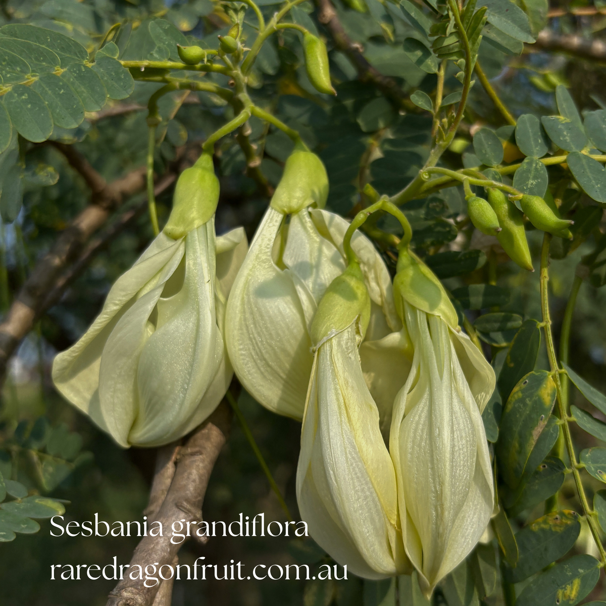 Sesbania grandiflora – Hummingbird Tree – White Flower | 20 Seeds