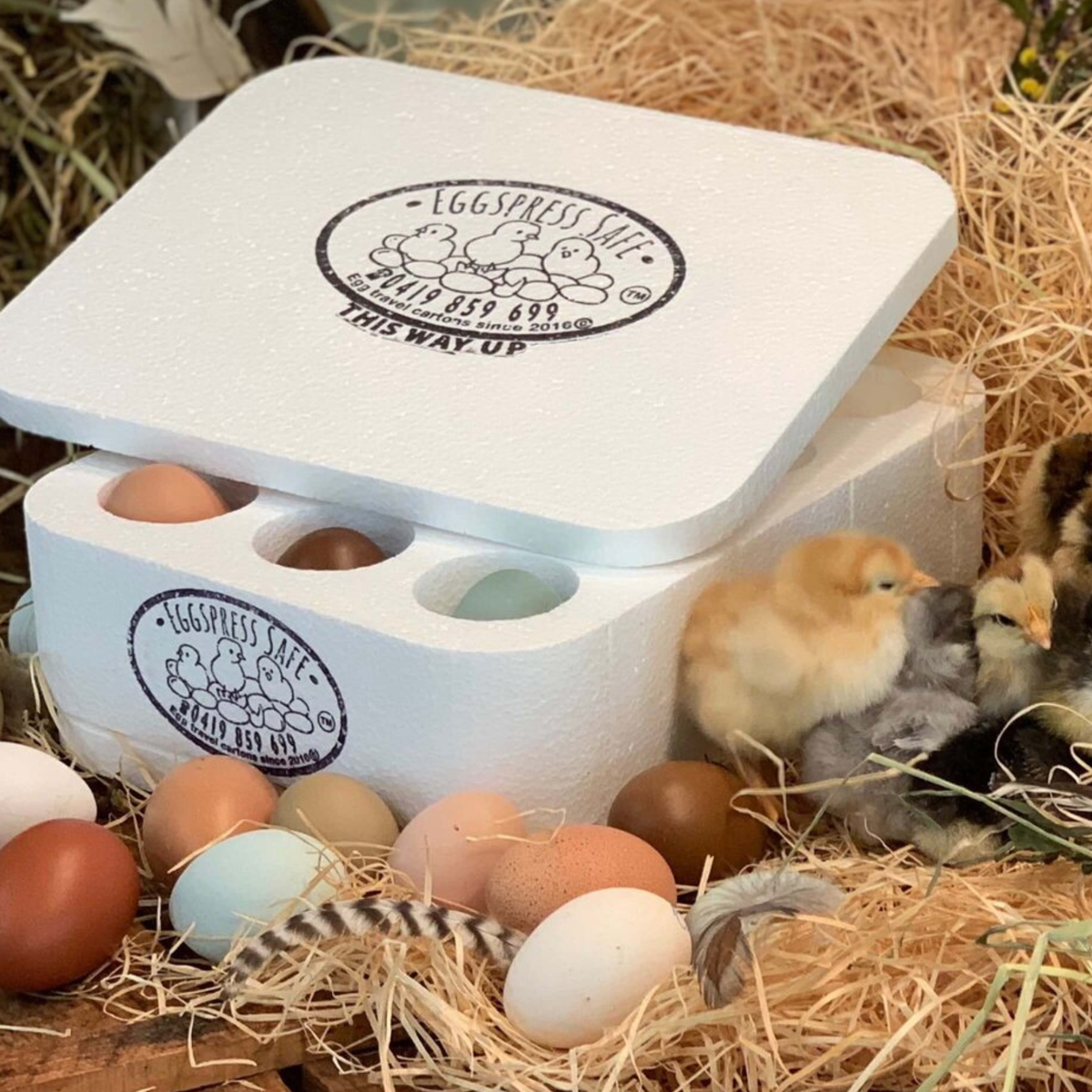 Fertile Farm Yard Mixed Chicken Eggs