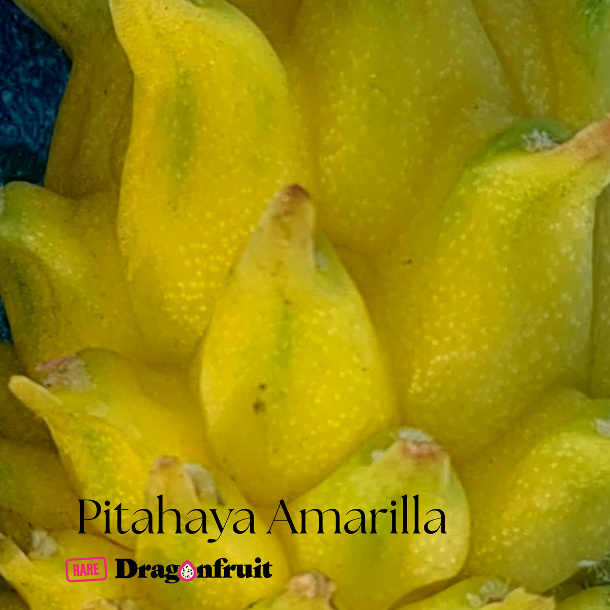 Pitahaya Amarilla - Hylocereus megalanthus