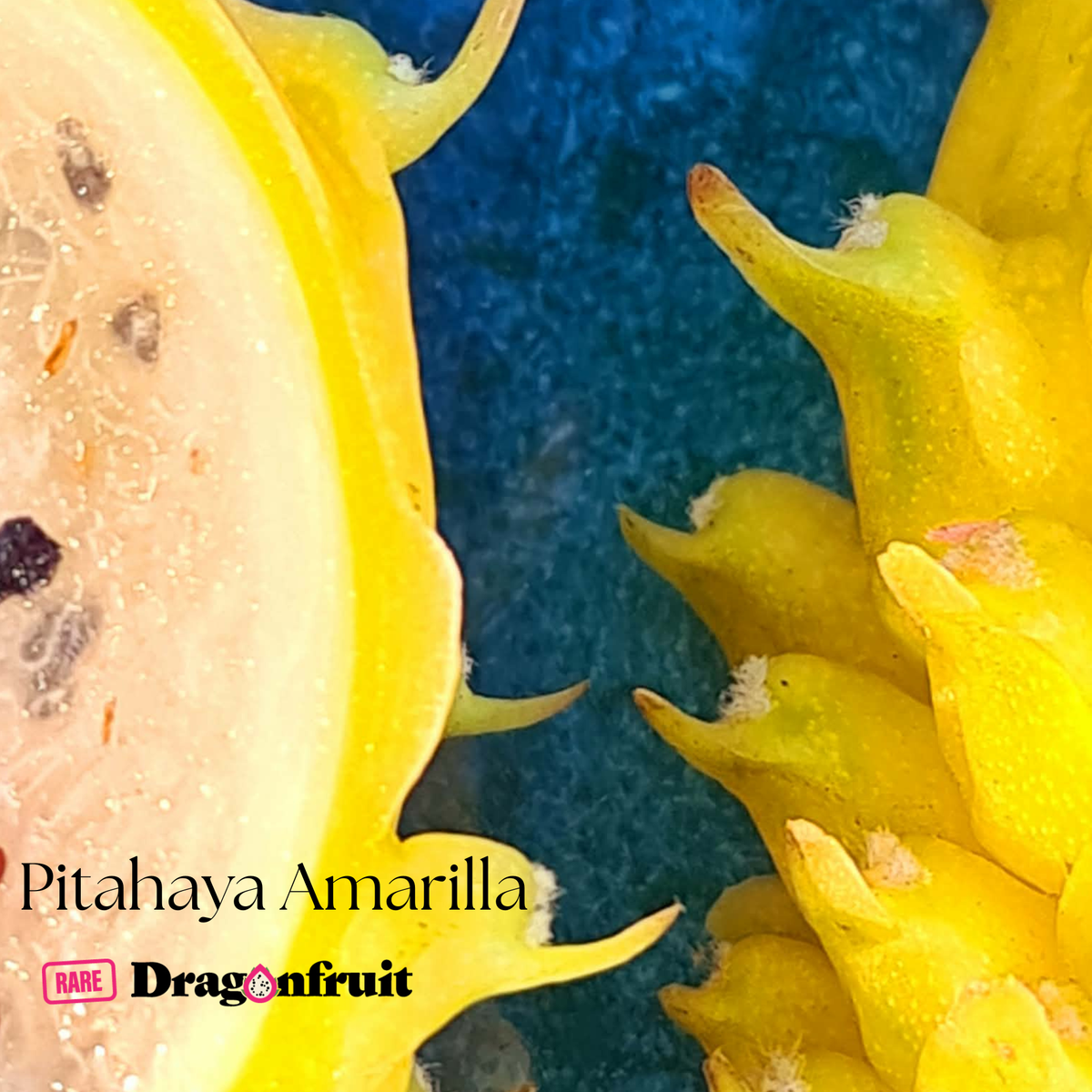 Pitahaya Amarilla - Hylocereus megalanthus
