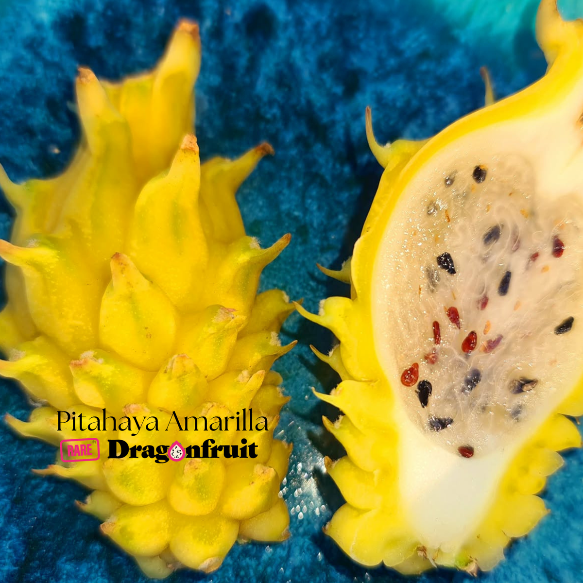 Pitahaya Amarilla - Hylocereus megalanthus