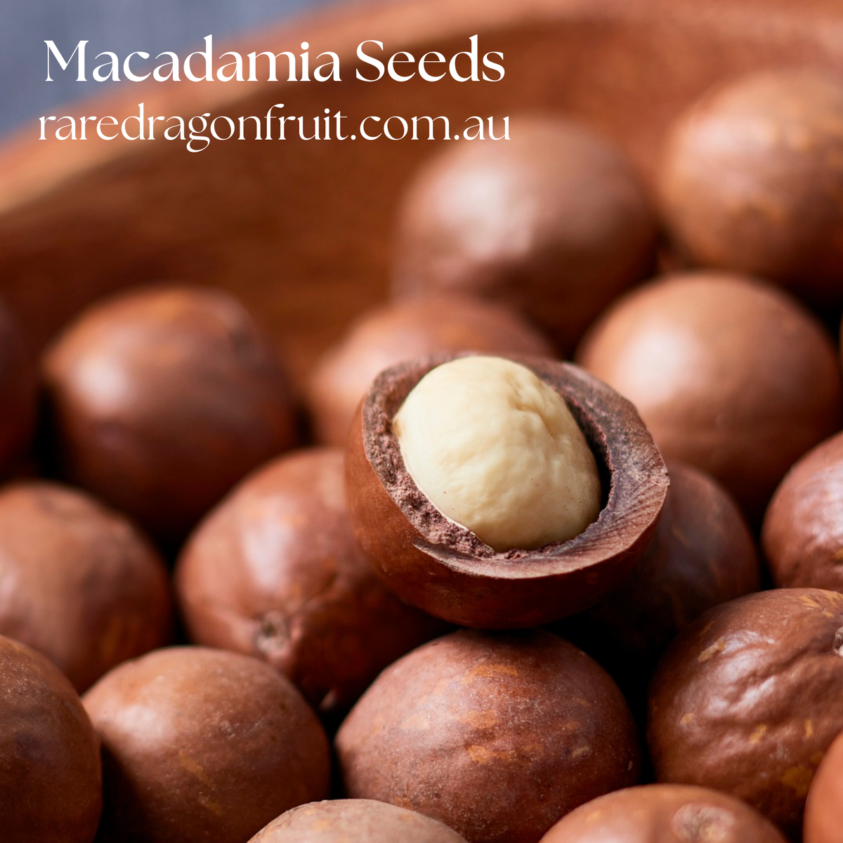 Macadamia integrifolia- Bush tucker seeds
