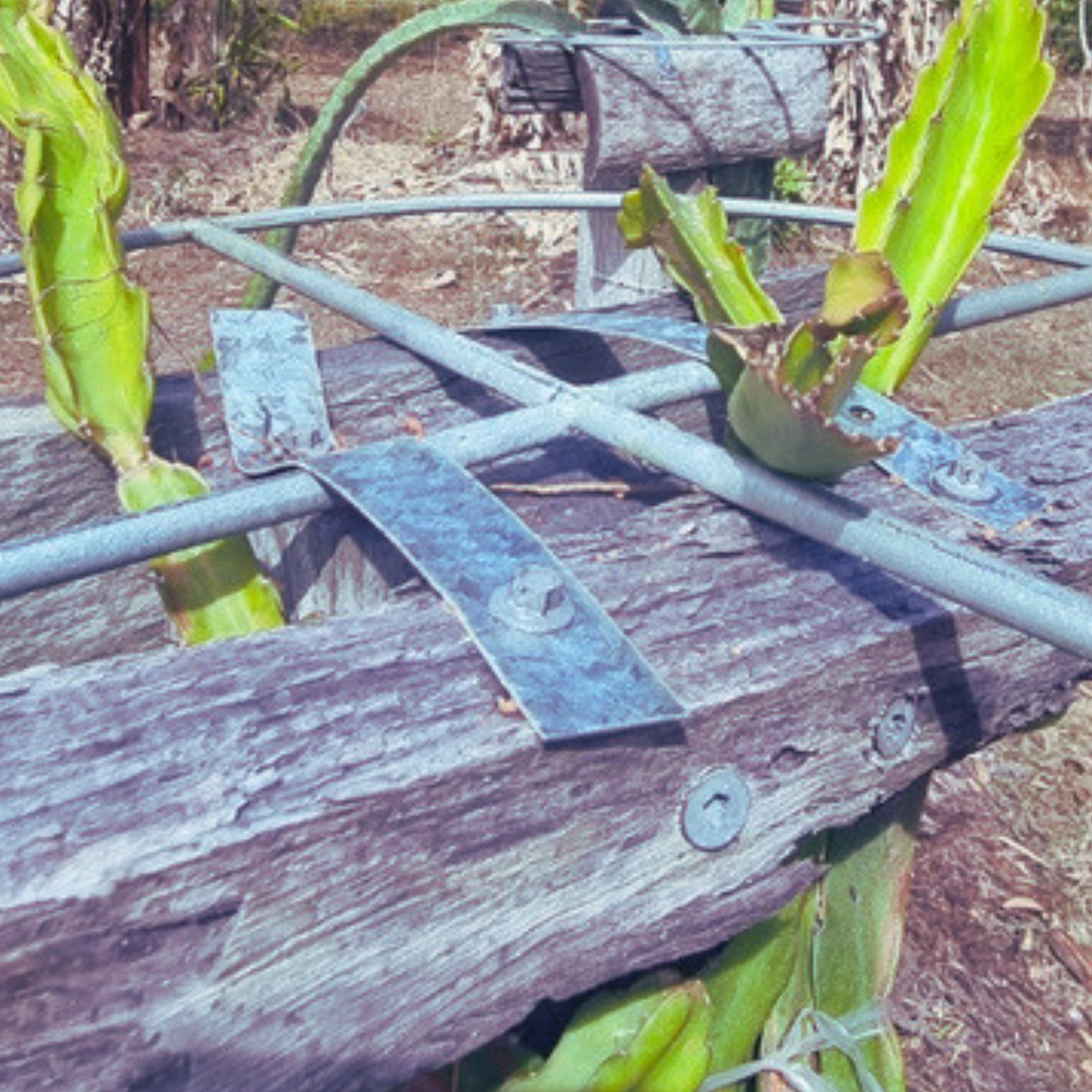 Commercial Dragon Fruit Trellis Top Galvanized metal Strap pre drilled