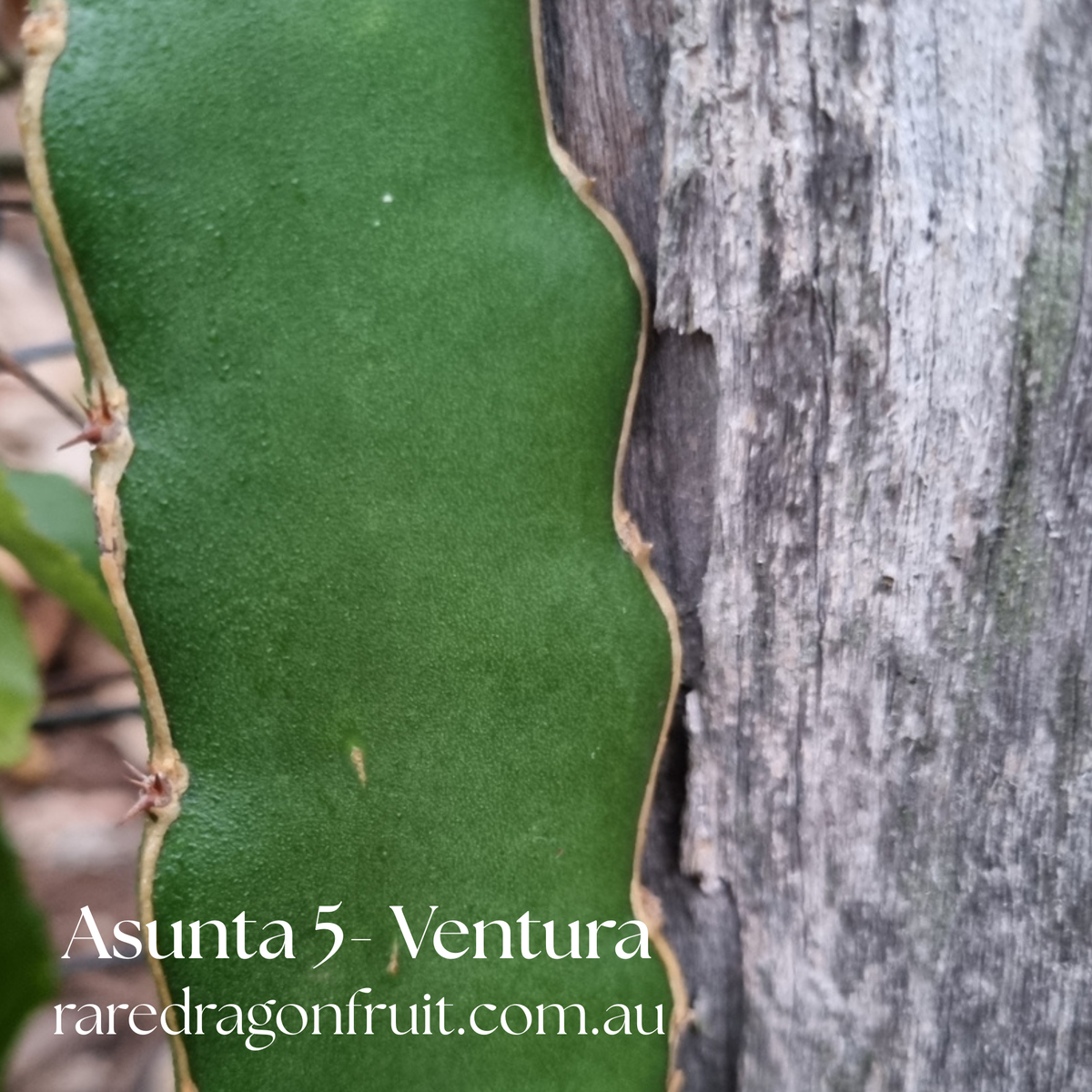Asunta 5 Ventura Dragon Fruit