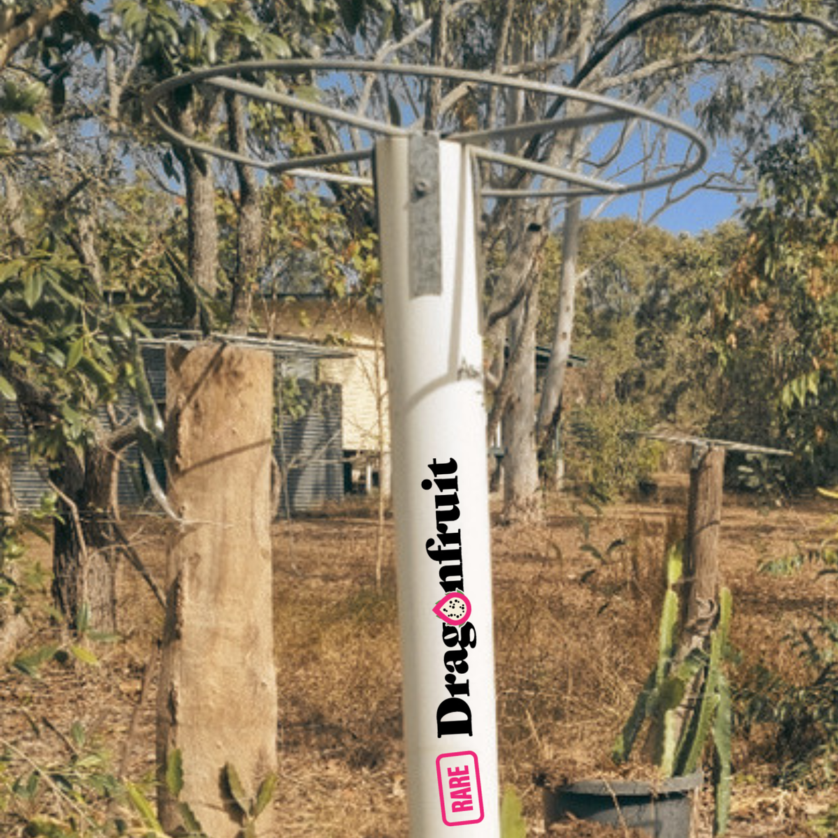 Commercial Dragon Fruit Trellis Top Galvanized metal Strap 40cm