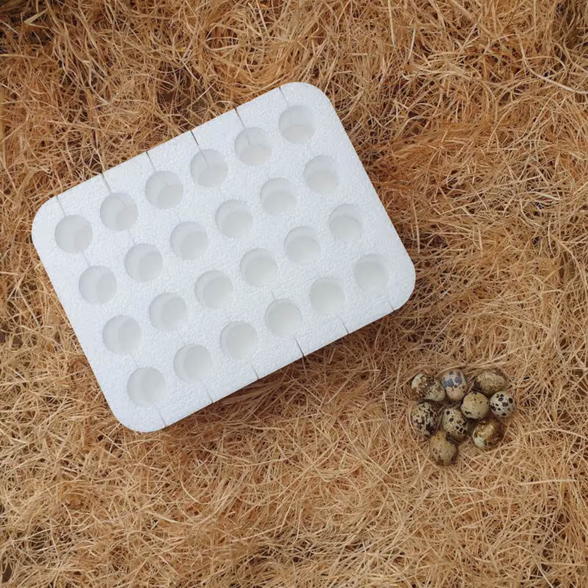 JAPANESE QUAIL Fertile Eggs x 24 sent in egg safe container