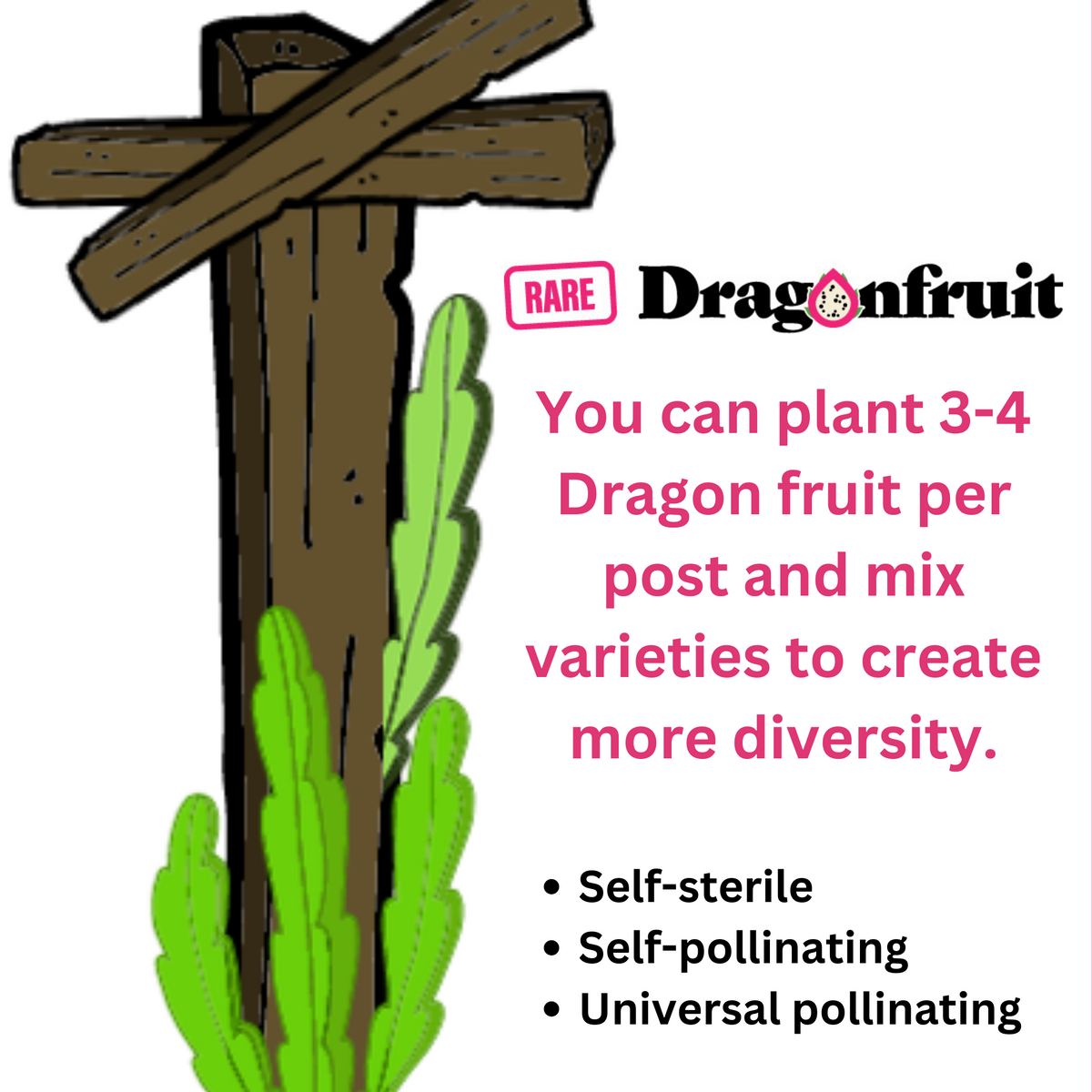 Desert King Dragon Fruit TLM - Rare Dragon Fruit