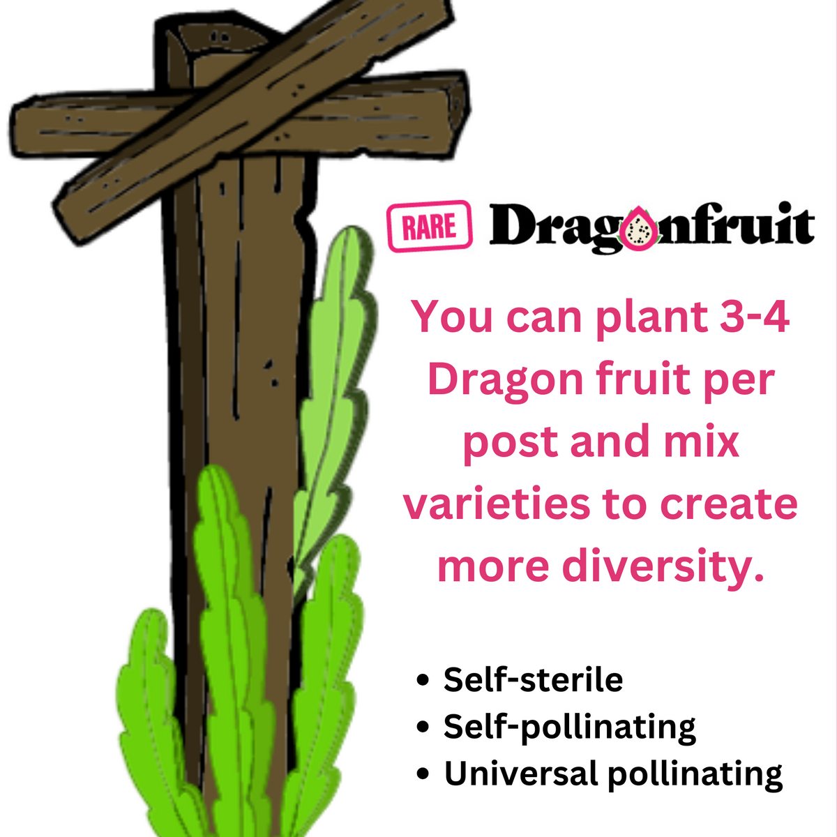 GUYUTE dragon fruit -HYLOCEREUS UNDATUS