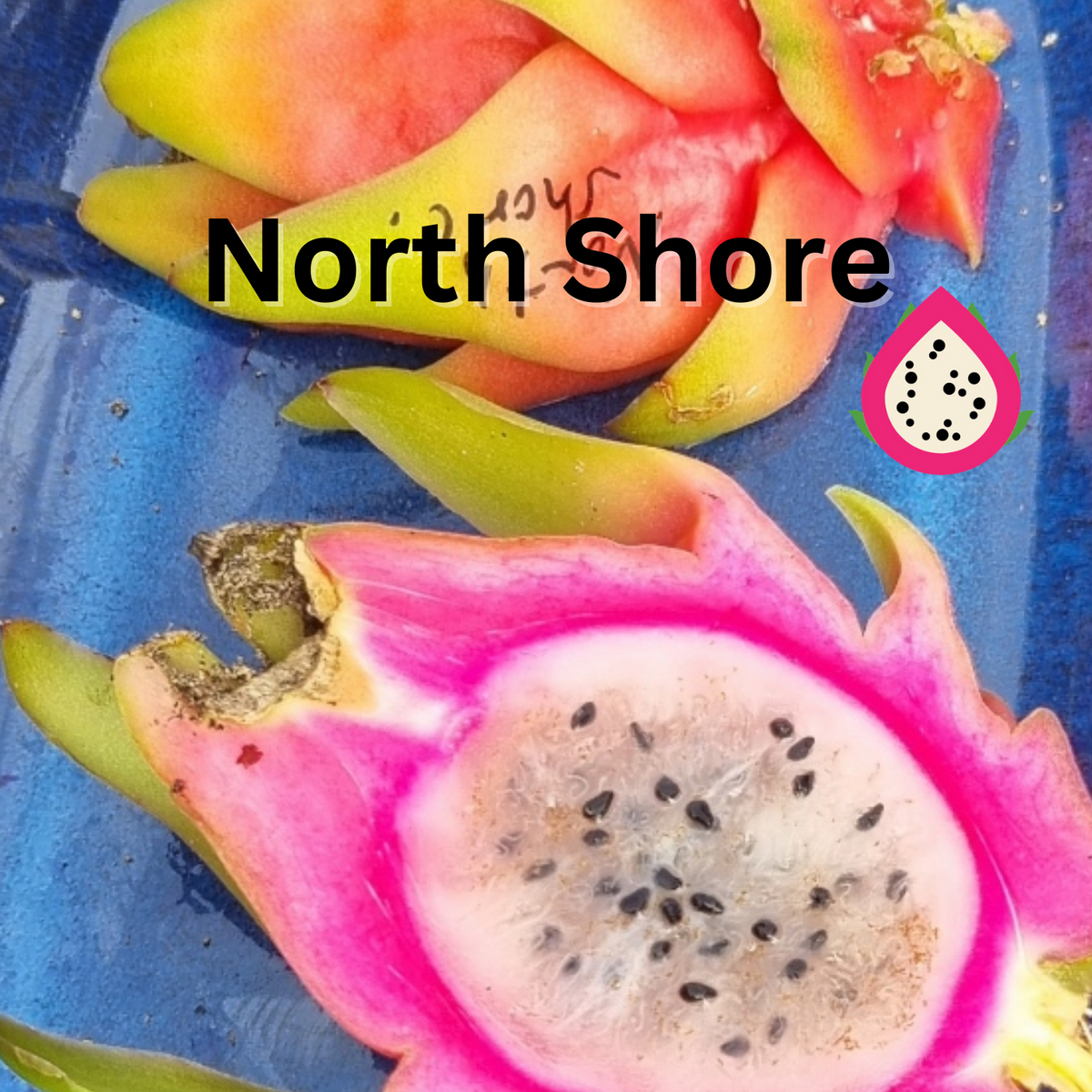 North Shore Noid Dragon Fruit - Rare Dragon Fruit