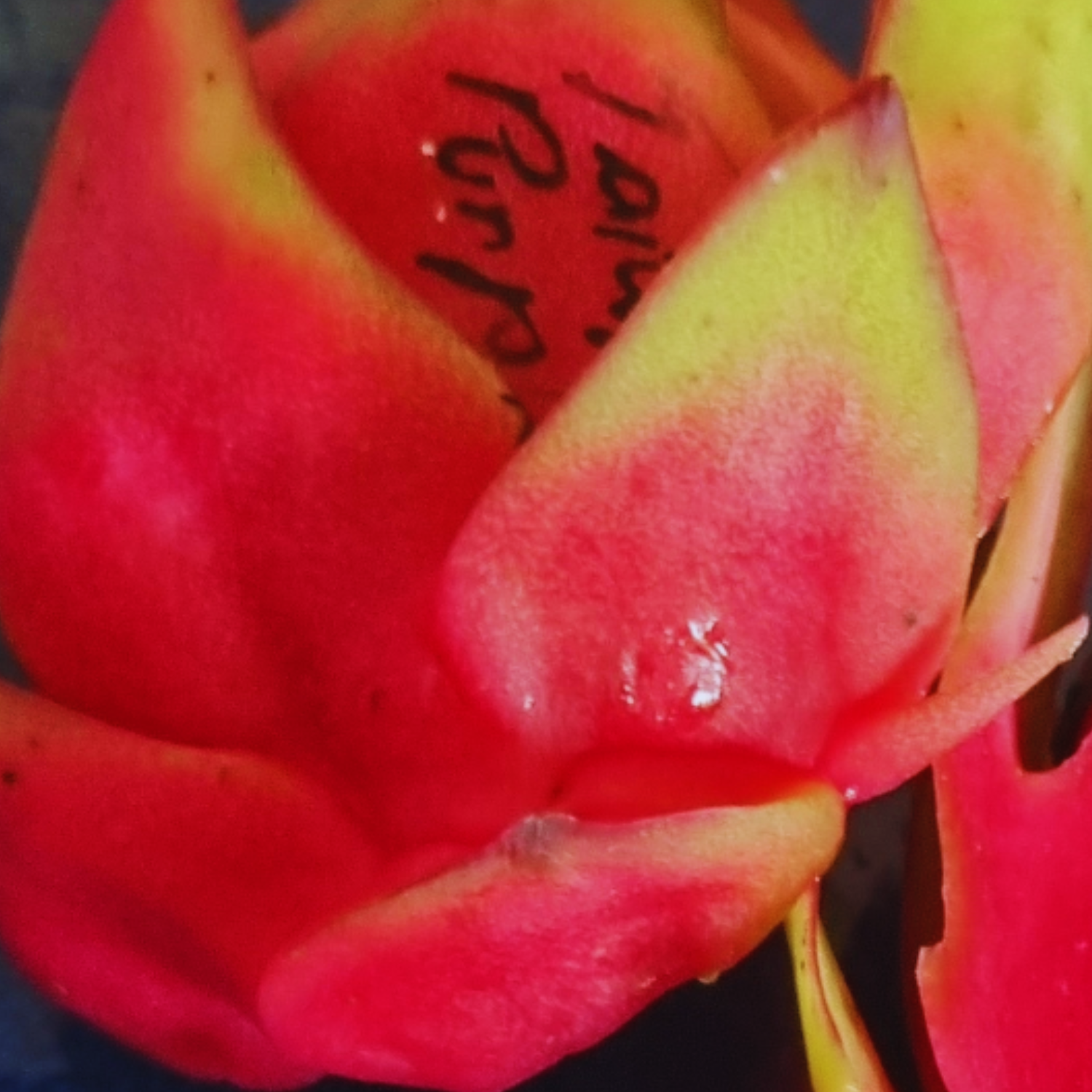 Taiwan Purple Dragon Fruit - Rare Dragon Fruit