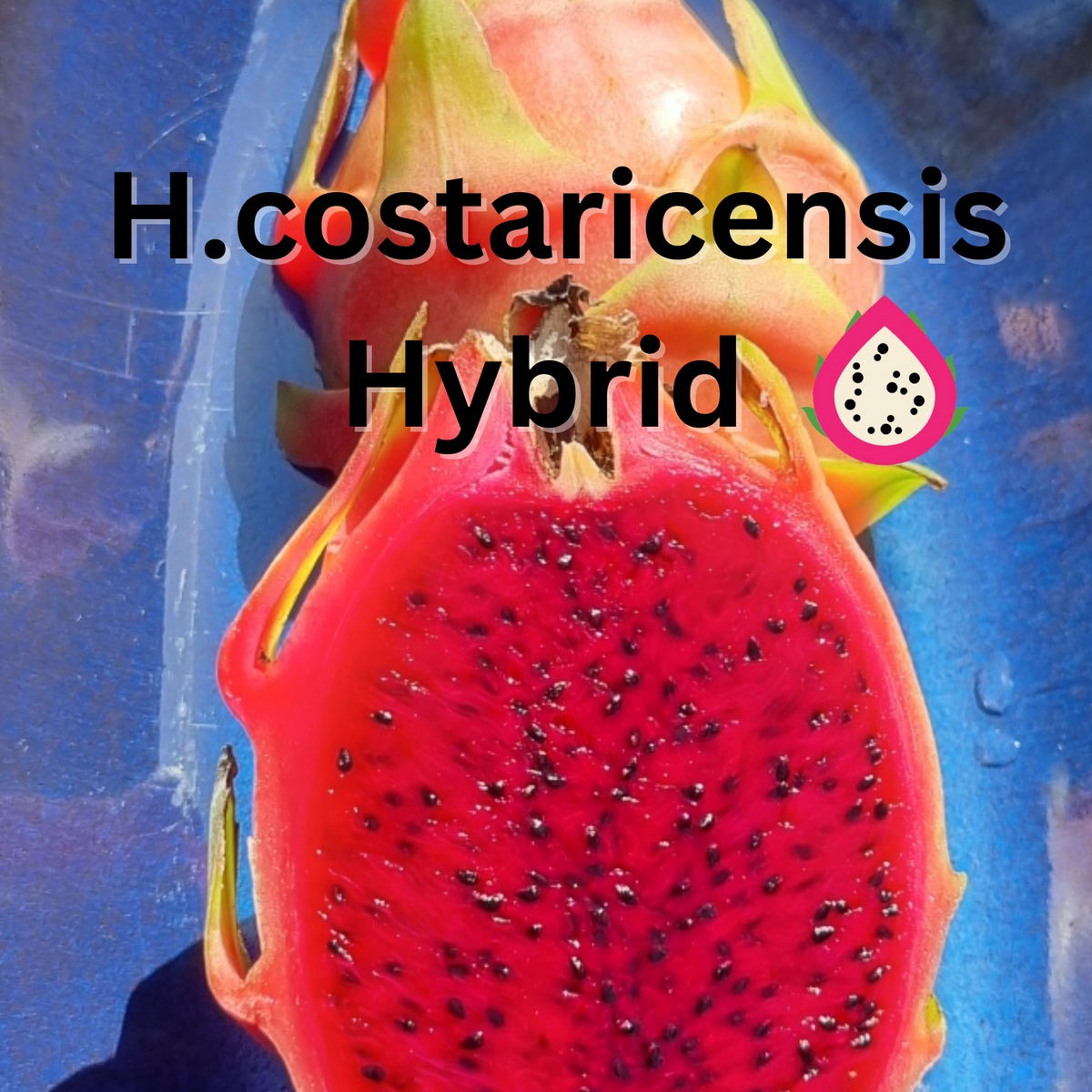 Hylocereus costaricensis Hybrid Dragon Fruit - Rare Dragon Fruit