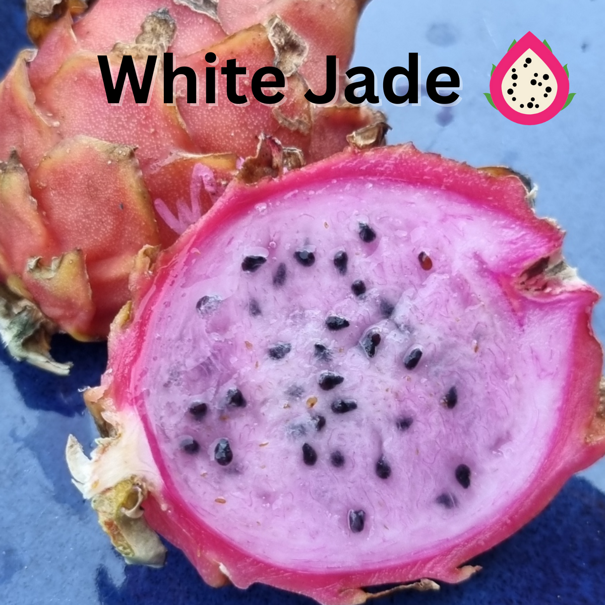 White Jade- Hylocereus undatus X Australian Dragon Fruit - Rare Dragon Fruit