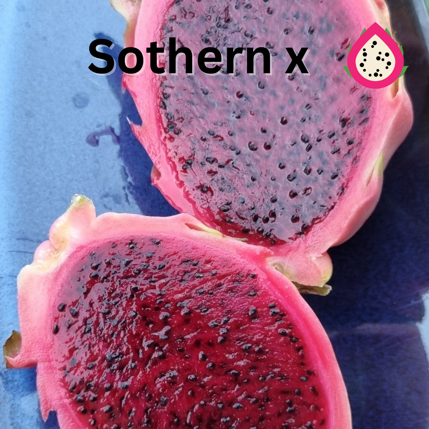 Southern cross Dragon Fruit Plant (NOID) - Rare Dragon Fruit