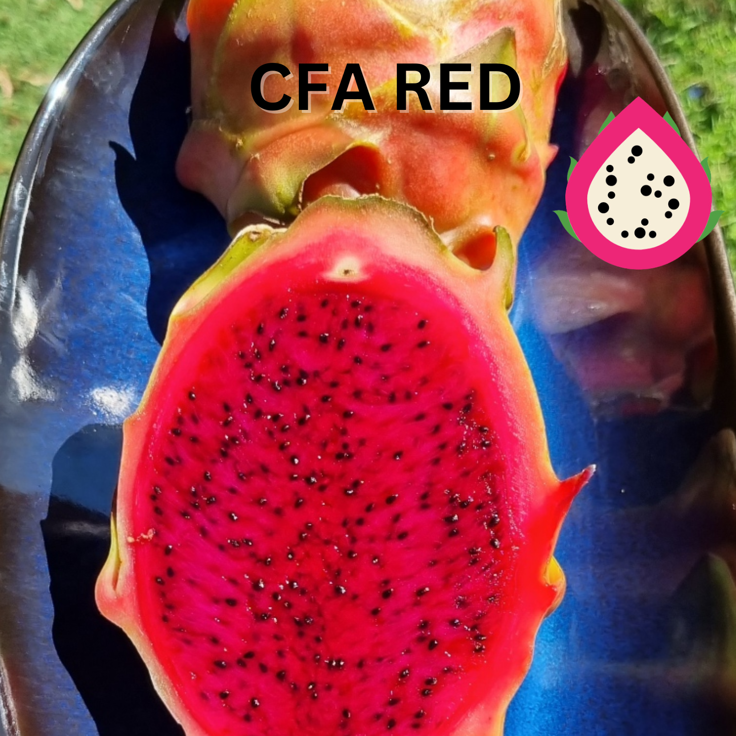 CFA Red Dragon Fruit - Rare Dragon Fruit