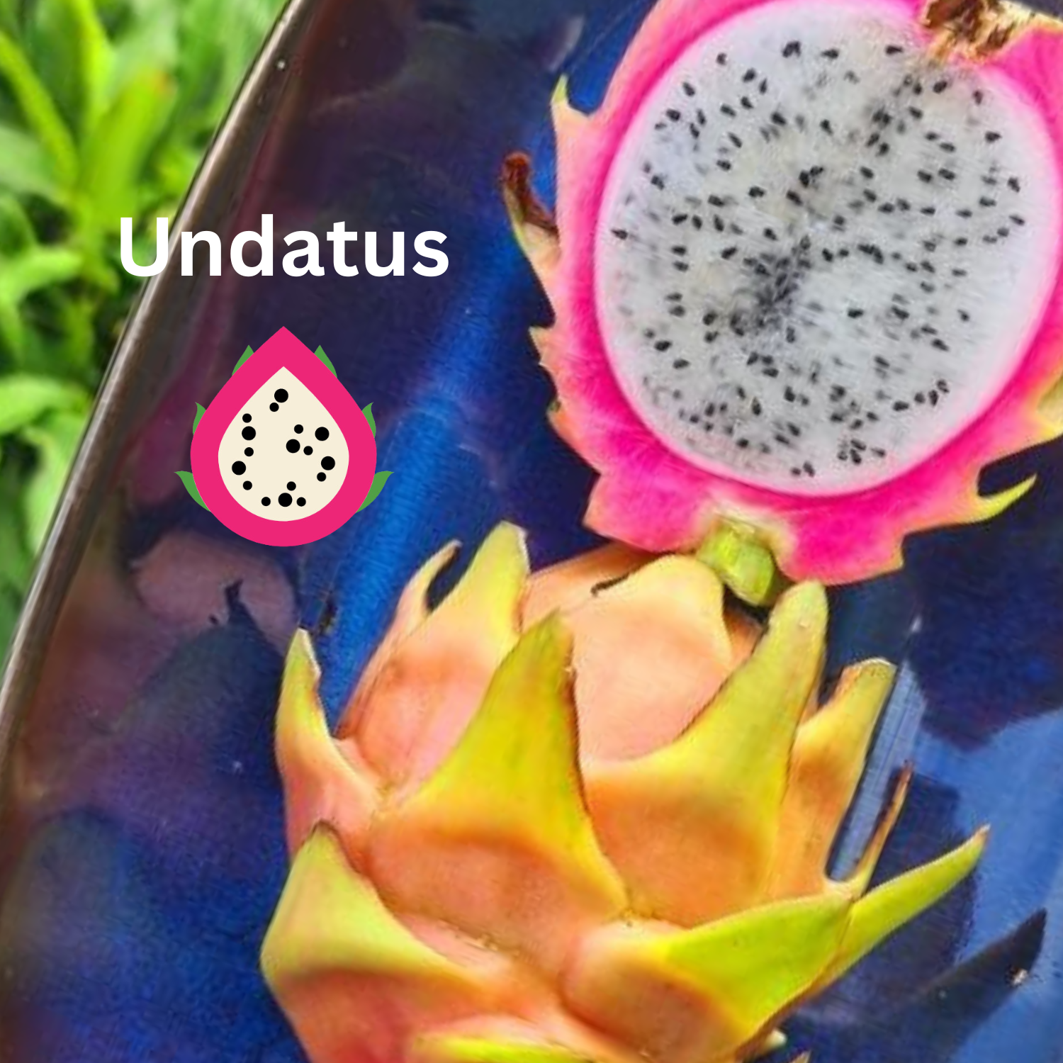 Undatus Dragon fruit Fruit Plant - Rare Dragon Fruit