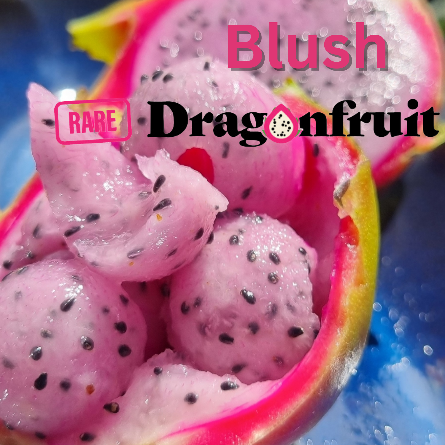 Blush-H. Undatus X H. guatemalensis Australian Dragon Fruit - Rare Dragon Fruit