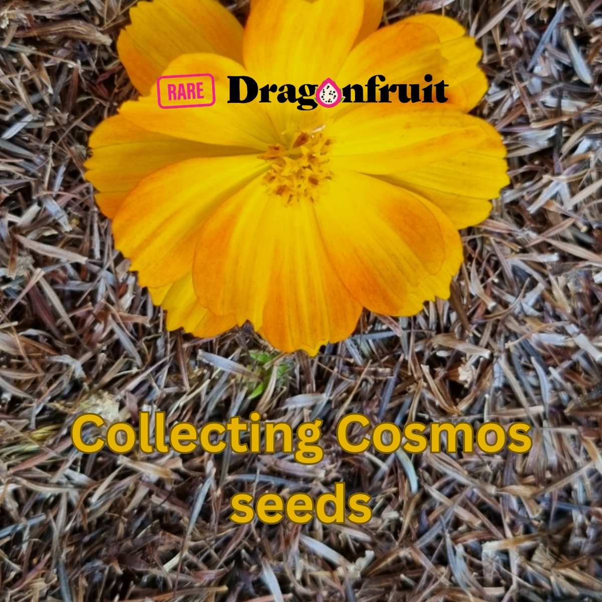 Cosmos seeds 5g - Rare Dragon Fruit