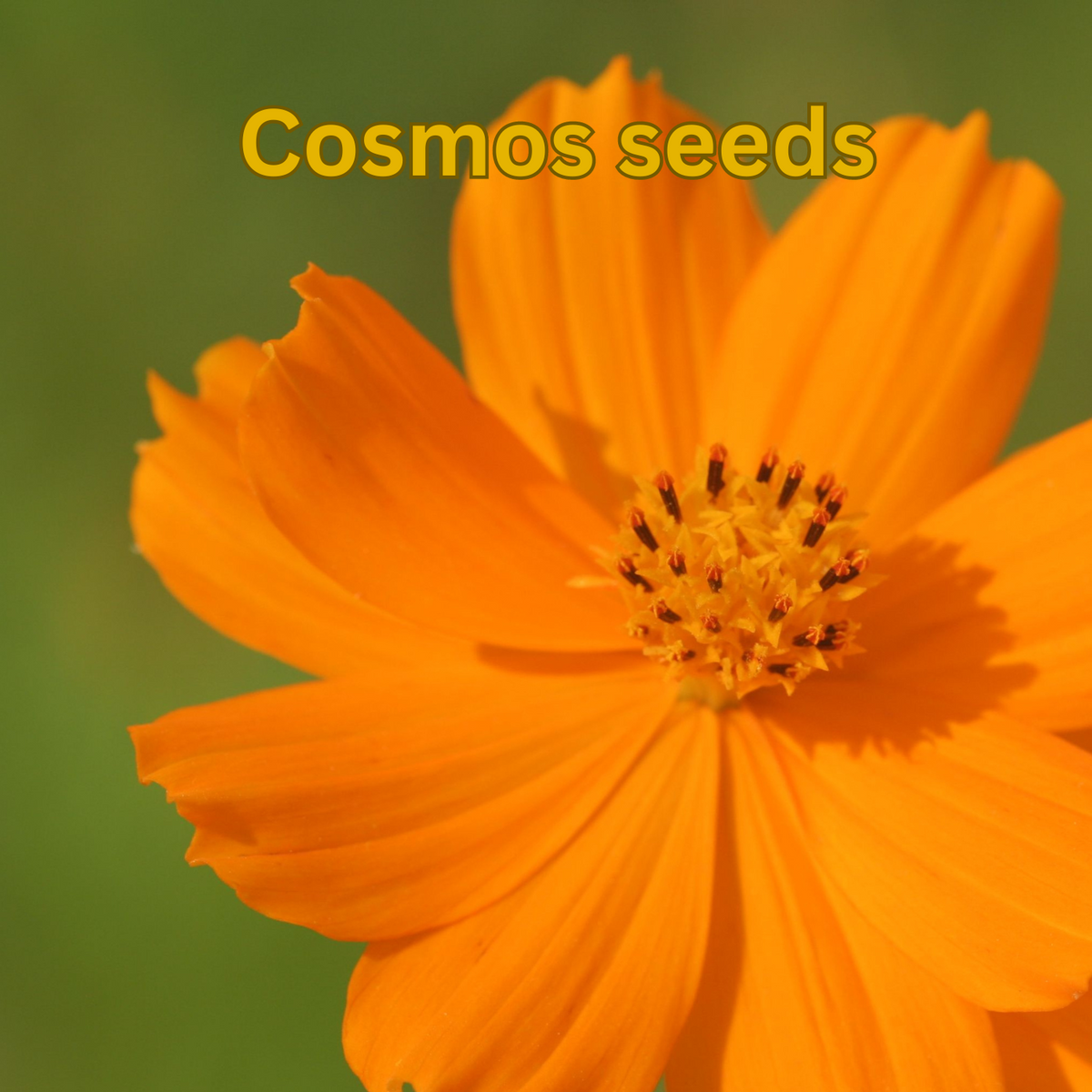 Cosmos seeds 5g - Rare Dragon Fruit